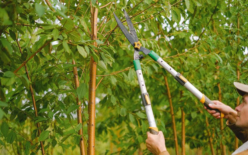 Tree trimming in Valley Farms, AZ